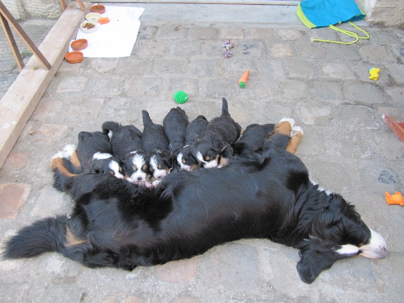 chiots