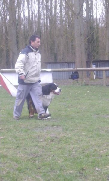 obéissance , sociabilité club canin d'étampes